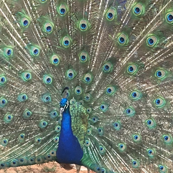 Meet your Posher, Vivian - Picture 1 of 4